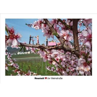 Little Neustadt "Mandelblüte"